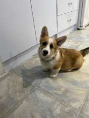 Prembroke Welsh Corgi