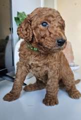 Standard Poodle Puppies 