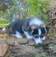 Pembroke Welsh Corgi Pup Male Tri
