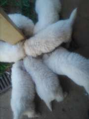 Mareema Sheepdog Puppies