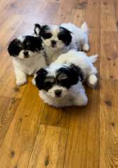Maltese Shih tzu puppies - 3 females