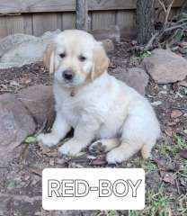 Purebred Golden Retriever puppies ready for their new home