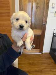 Lovely puppies ready for their new families 