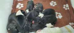 Purebred Bullterrier pups ankc reg