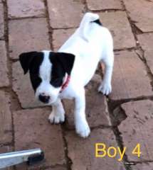 ✨ Adorable Tricolour Jack Russell Terrier ✨ 🐶