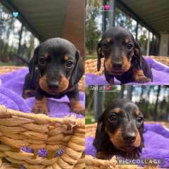 Miniature Dachshund Puppies