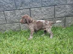 German Shorthaired pointer pups 