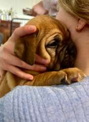 Brienda Dogue De Bordeaux 