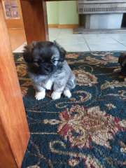 Tibetan Spaniel Puppy