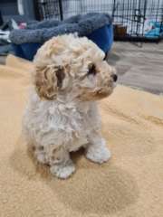 Pure-bred Toy Poodles 1x Apricot Male 1x Black Female