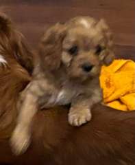 Cavoodle puppies