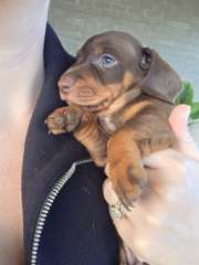 Chocolate and tan miniature dachshund