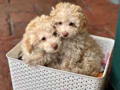 Toy Poodle Puppy 