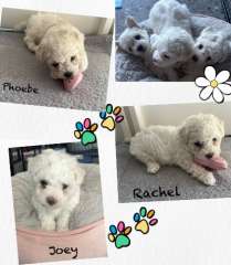 Purebred Bichon Frise puppies 