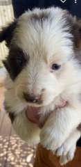 PURE BRED BORDER COLLIE PUPS 