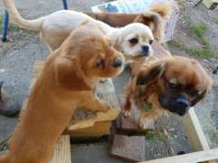 Pugalier ( cavalier x pug ) Puppies for Sale!