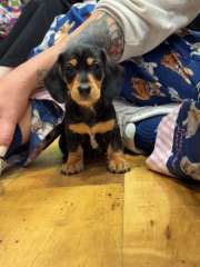 *PRICE REDUCED* Long &amp; Short Haired Miniature Dachshunds