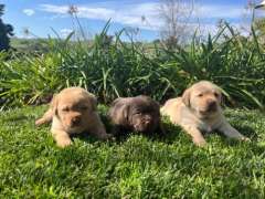 Pure Labrador Puppies