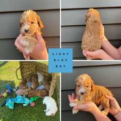 POODLE X COCKER PUPS - SPOODLE’S