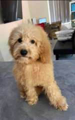 Toy Cavoodles - Gorgeous F1 Litter of 5