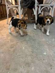 Pure bred beagle puppies (x2 males)