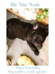 Pedigree French Bulldog Pups ready now 